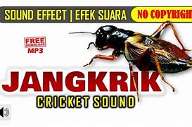 Free Download Suara Jangkrik Pengusir Tikus Mp3